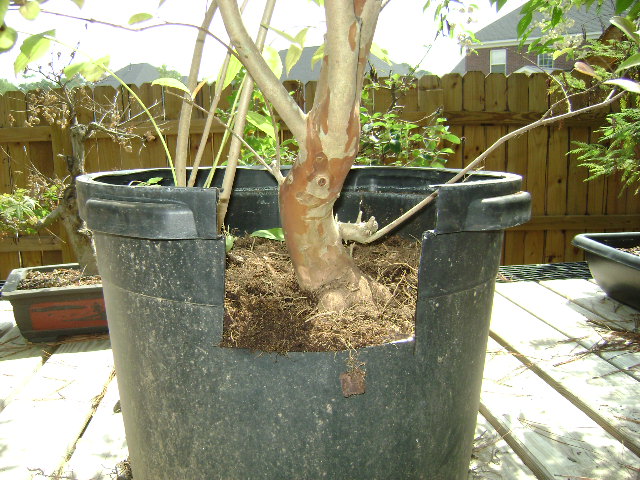 crape myrtle Lagerstroemia indica Dsc01913