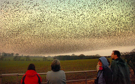 مجموعة من الطيور تغطي السماء 03_che10