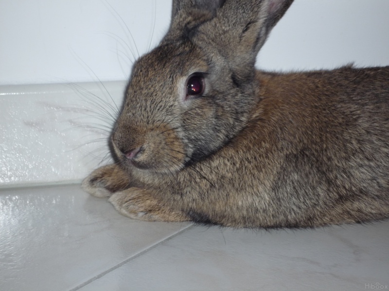 [b]Moka, bébé lapin (grande taille, fils de Vanille & Chocolat), gris garenne[/b] 311