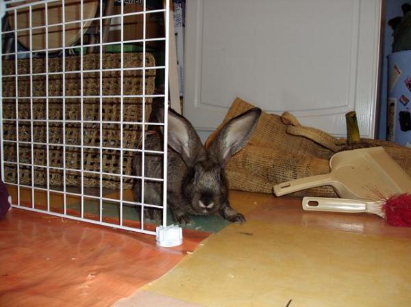 [b]Toupie, bébé lapin de grande taille, gris garenne (fils de Vanille & Chocolat) [/b] Img_1210