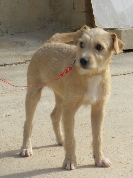 CUCA, femelle croisée ratier de 5 mois à adopter avant le 14/12/2009 1110