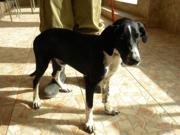 LUA, femelle croisée Pointer de 5 mois à adopter avant le 14/12/2009 1610