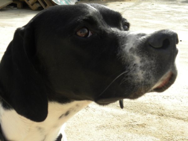 DANA, femelle Pointer de 1 an à adopter avant le 14/12/2009 2310