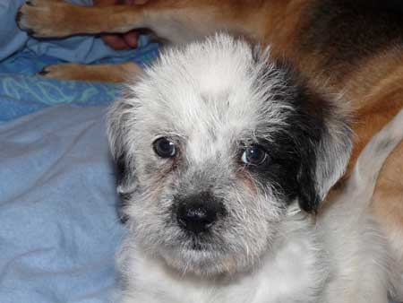 CODY/KODY, mâle de 2,5 mois croisé griffon Cody10