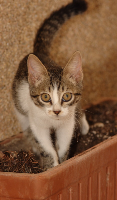 FILO, chaton mâle de 3 mois à adopter Crw_1810