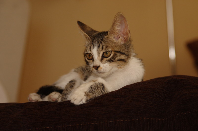 FILO, chaton mâle de 3 mois à adopter Crw_1813