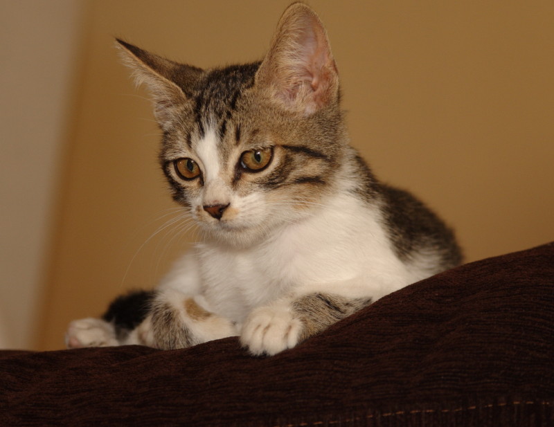 FILO, chaton mâle de 3 mois à adopter Crw_1814