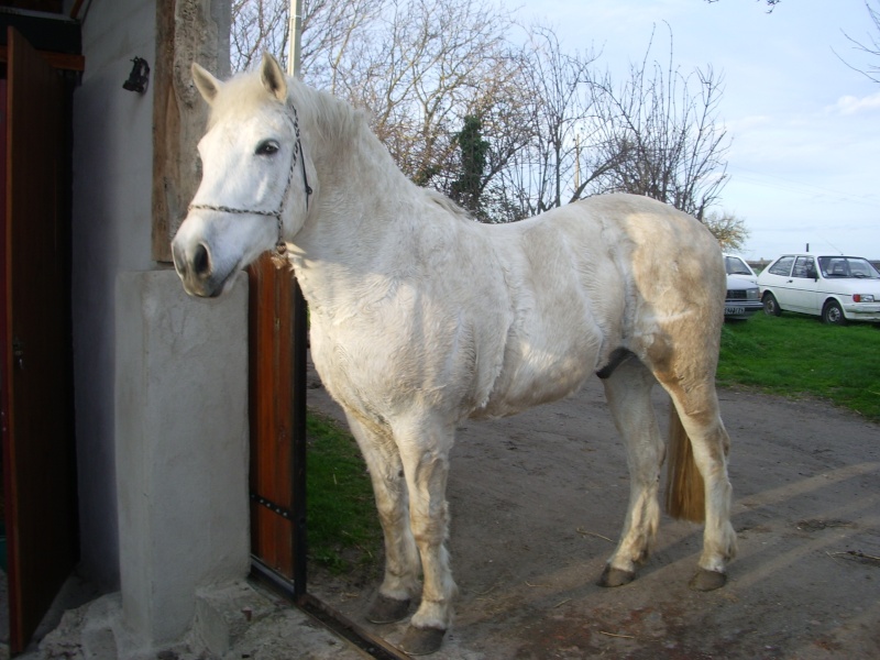 Le Camargue !! un cheval au grand coeur ! - Page 2 Chevau11