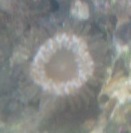 identification de coraux svp 110