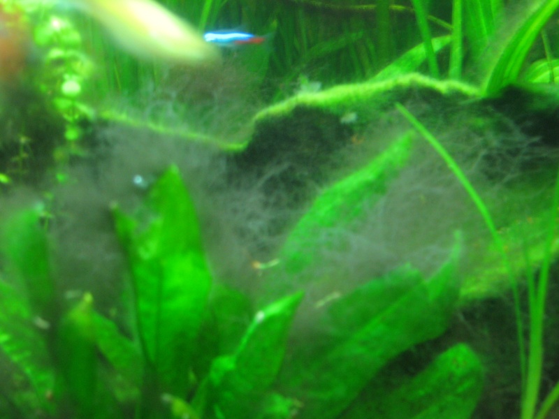 algues filamenteuse Img_1612