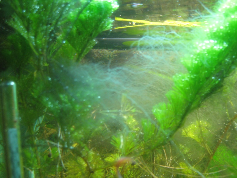 algues filamenteuse Img_1614