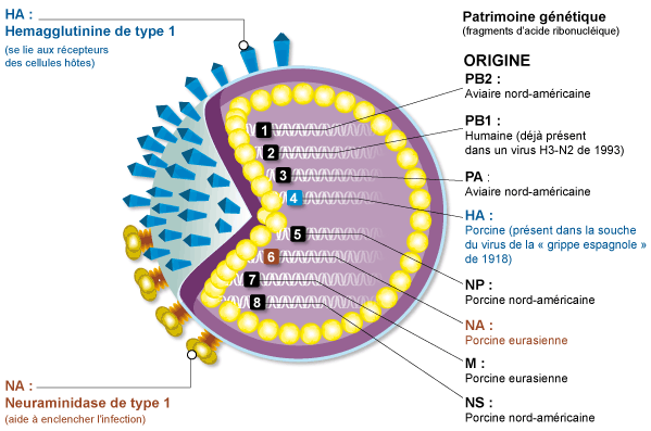 La grippe A ? Sa vous fais peur ? Struct10