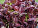 Cephalotus "Vigorous Clumping" Cephal11