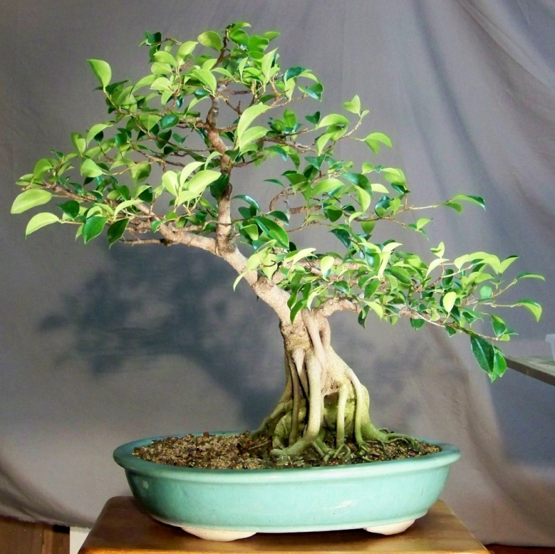 Chinese Banyon Ficus 100_1811
