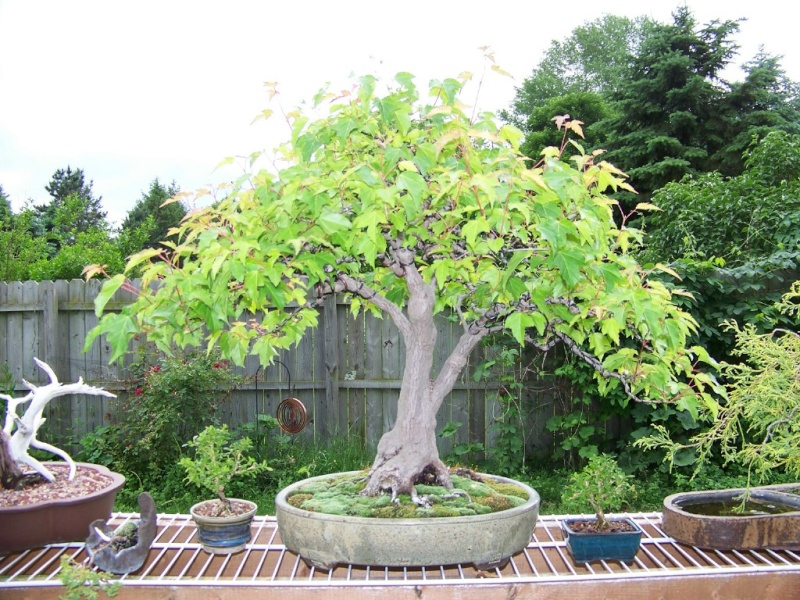 Amur Maple 6-9-0811