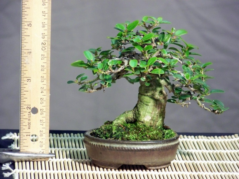 Mini-bonsai Burt-d14