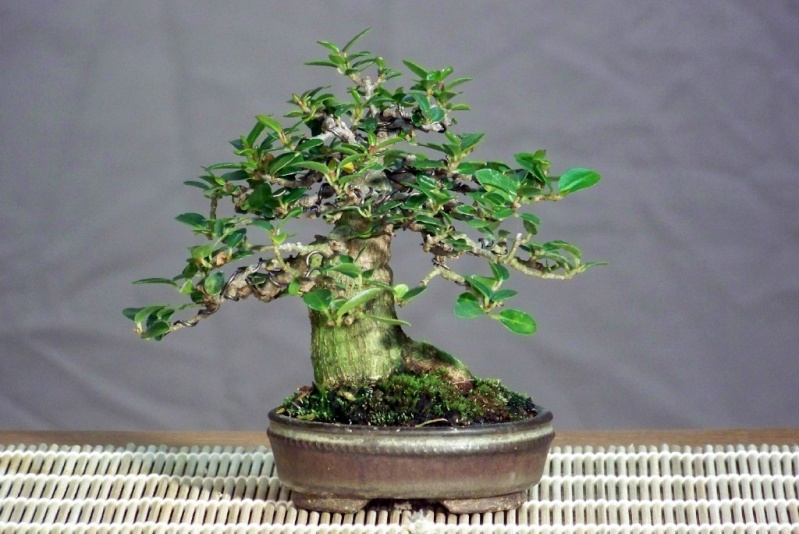 Burt Davii ficus progression shots Burt-d16