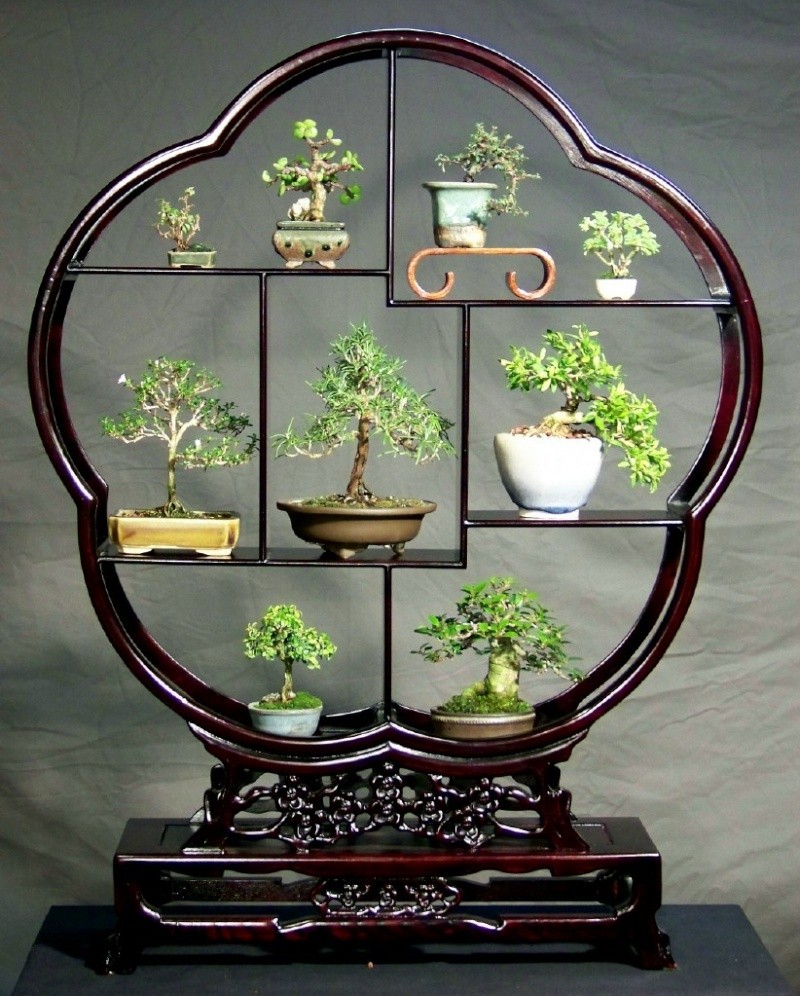 Mini-bonsai Displa11