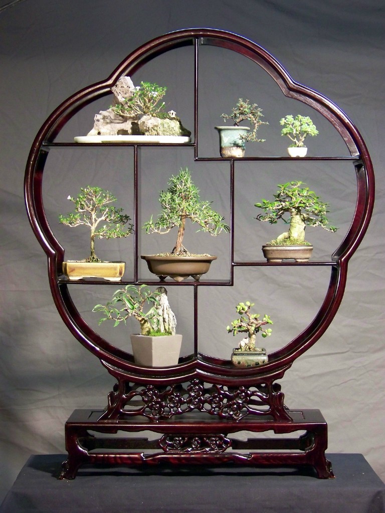 Mini-bonsai Displa12