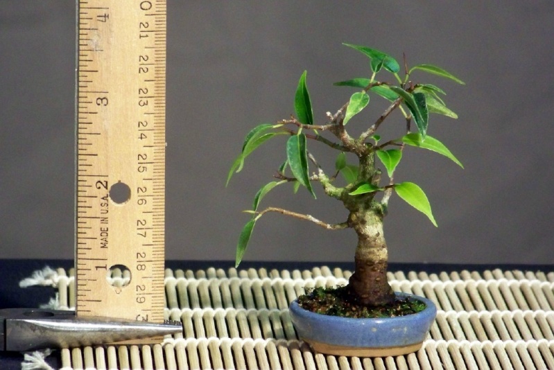 Mini-bonsai Ficus_10