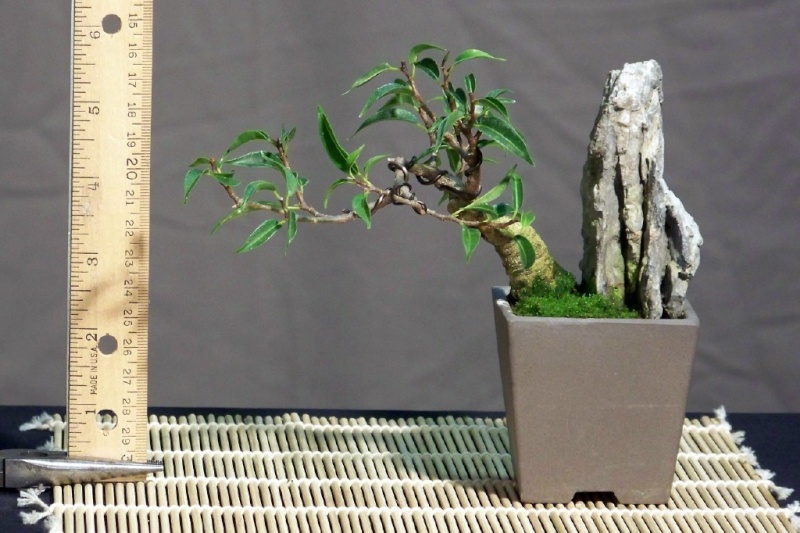 Mini-bonsai Ficus_11