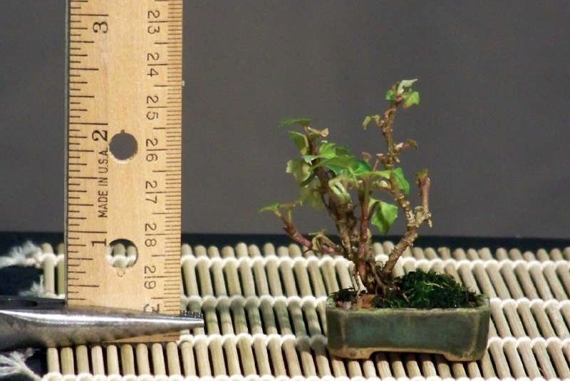 Mini-bonsai Ivy210