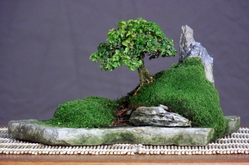 Mini-bonsai Kingsv10