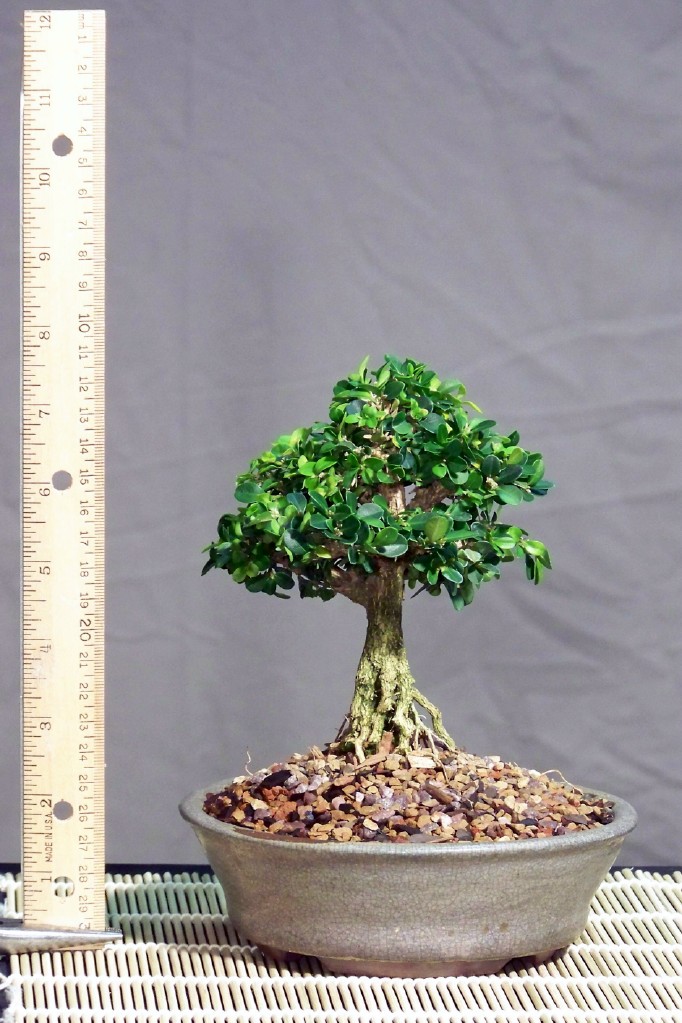 Mini-bonsai Kingsv11
