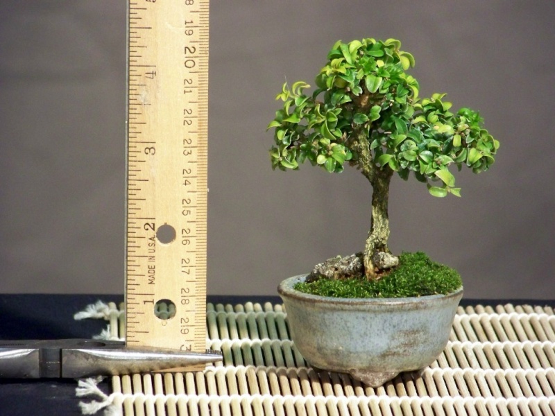 Mini-bonsai Kingsv12