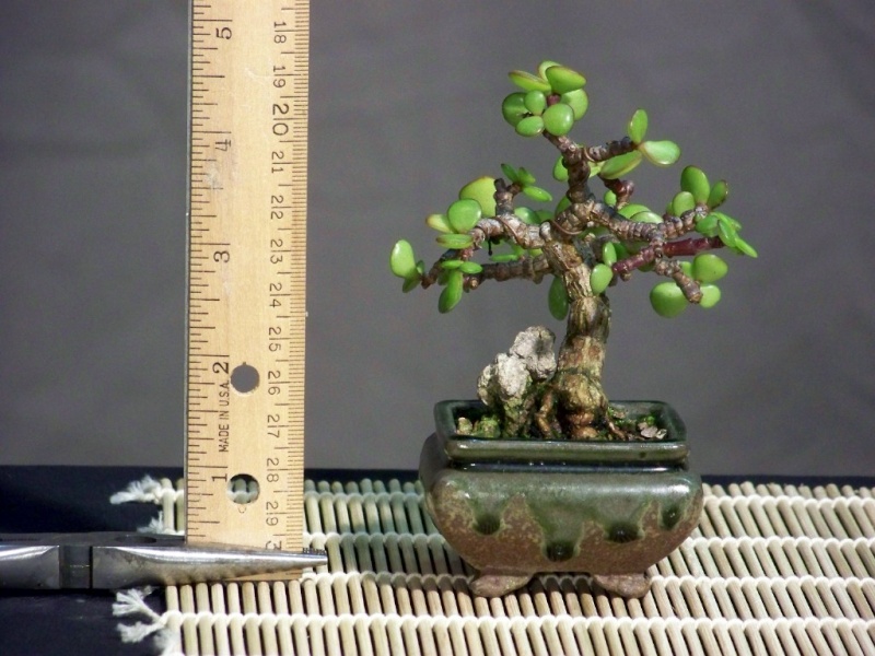 Mini-bonsai Mini_j10