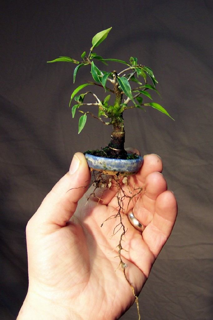 Mini-bonsai Roots_10