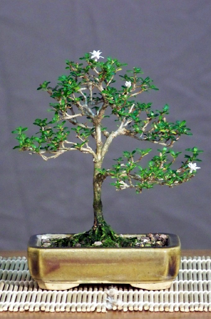 Mini-bonsai Serris10