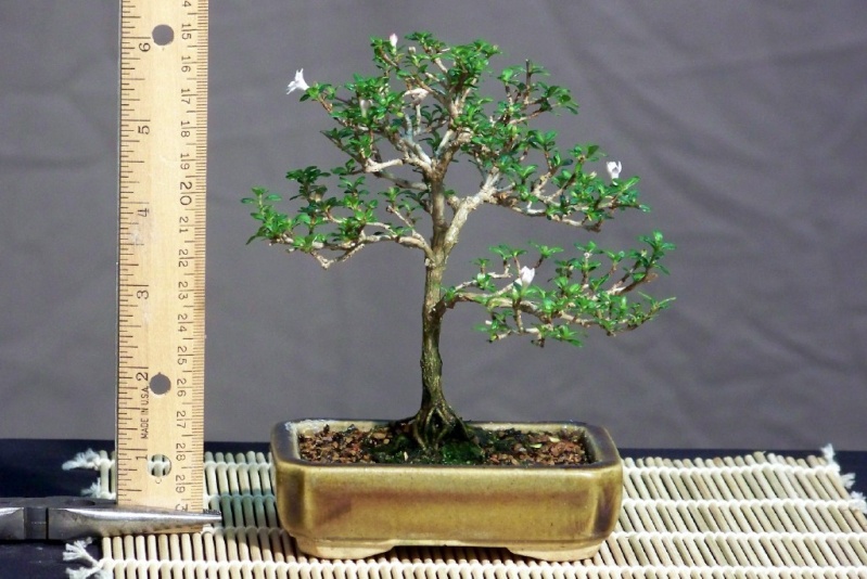 Mini-bonsai Serris11
