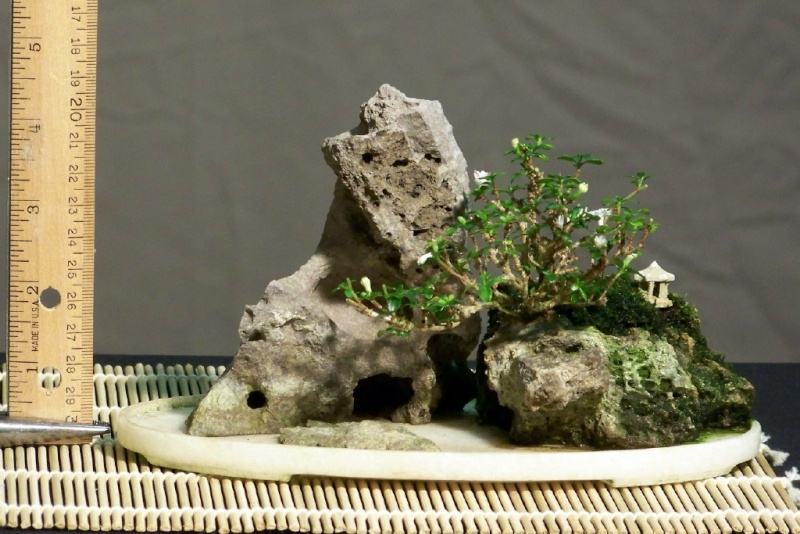 Mini-bonsai Serris12