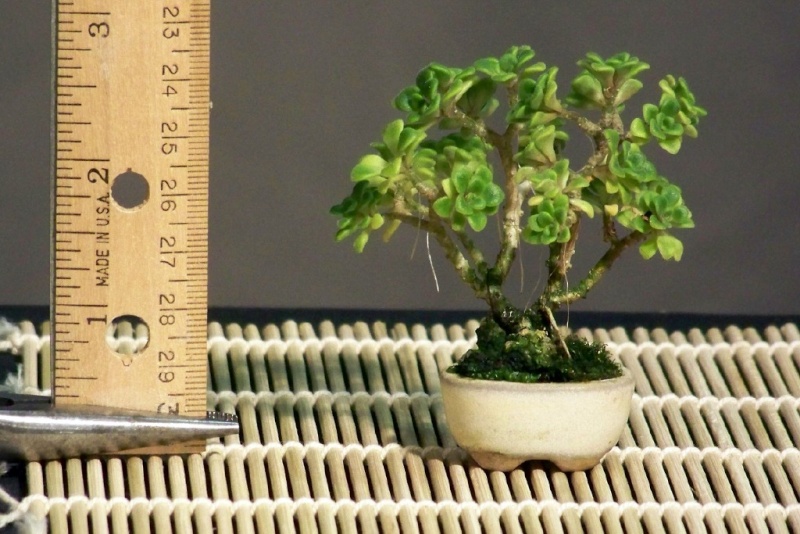 Mini-bonsai Succul10