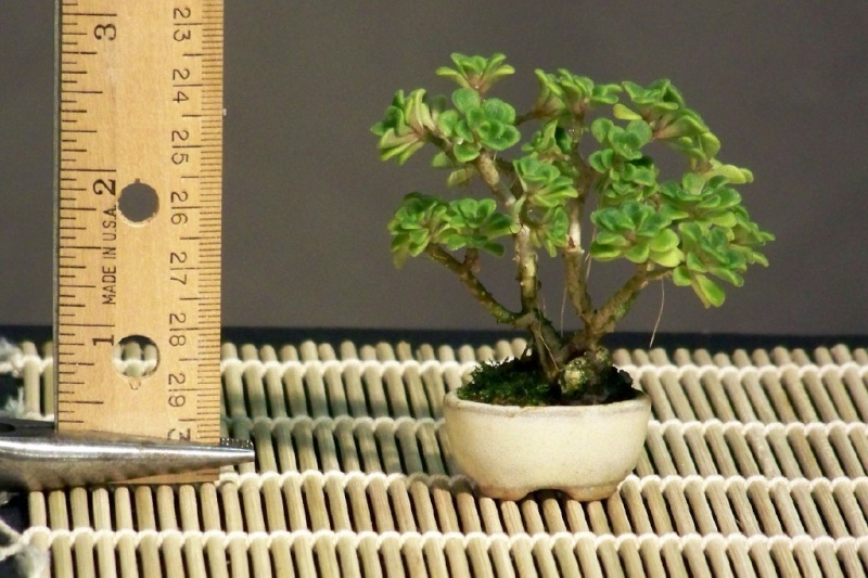 Mini-bonsai Succul11