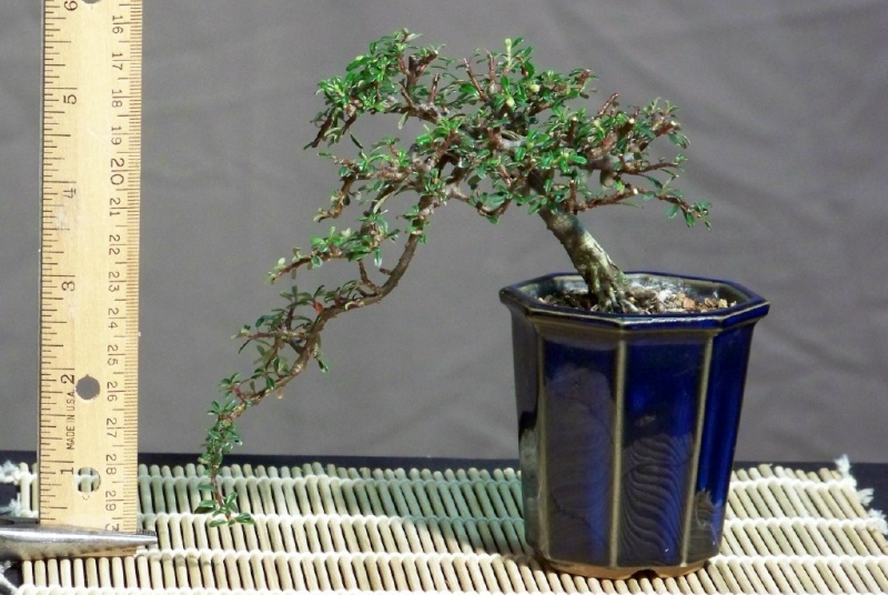 Mini-bonsai Thyme_10