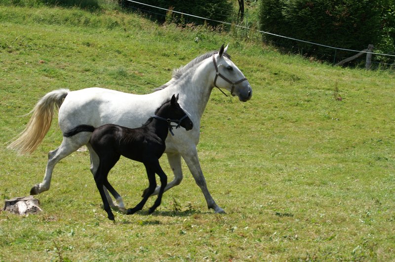 ELEVAGE DE LIPIZZANS A VOIR 76