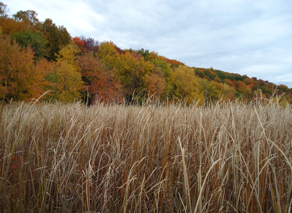 ( fil ouvert à tous )   Paysages d'automne 2011-016