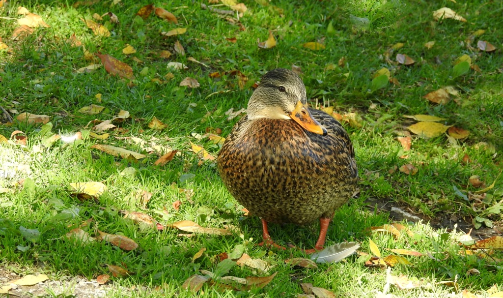  [Ouvert] FIL - Oiseaux. - Page 35 2019-125