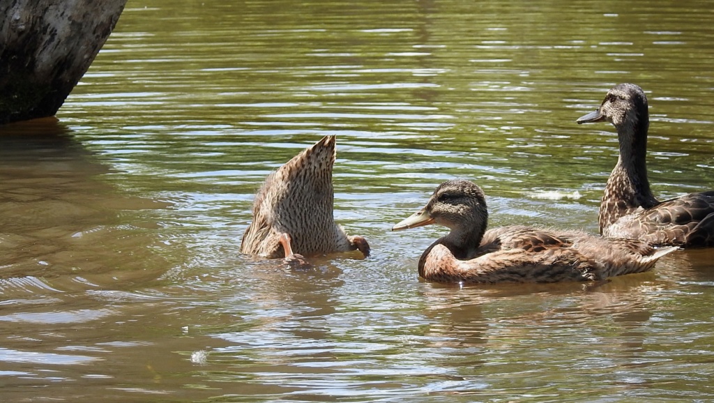  [Ouvert] FIL - Oiseaux. - Page 5 2020-056