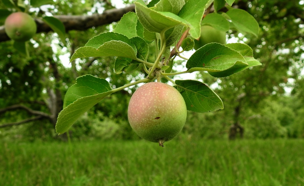 [Fil ouvert] Fruit sur l'arbre - Page 15 R2020-17