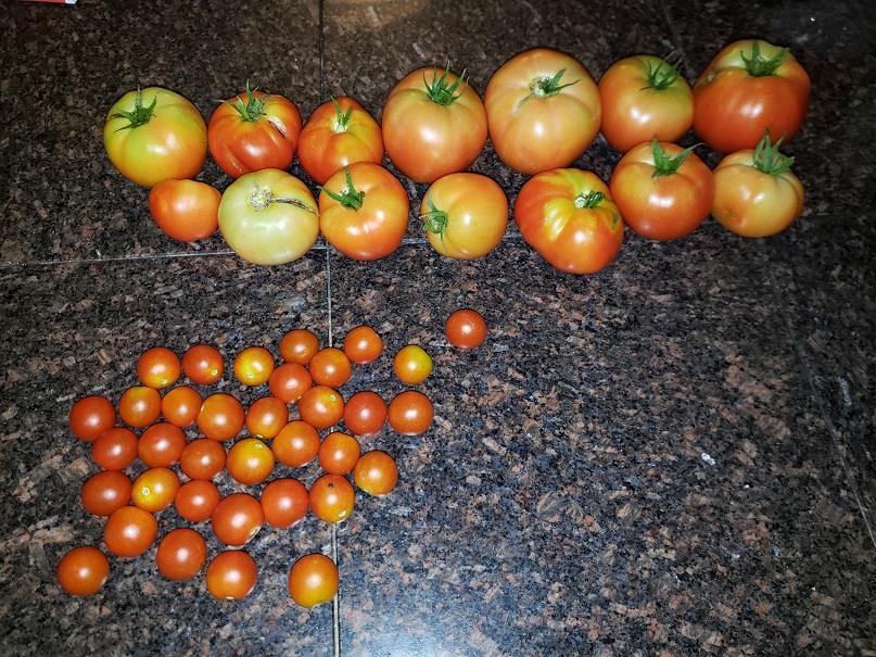 What are you eating from your garden today? - Page 30 Harves10