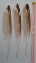 Identification plumes de rapace 20230510