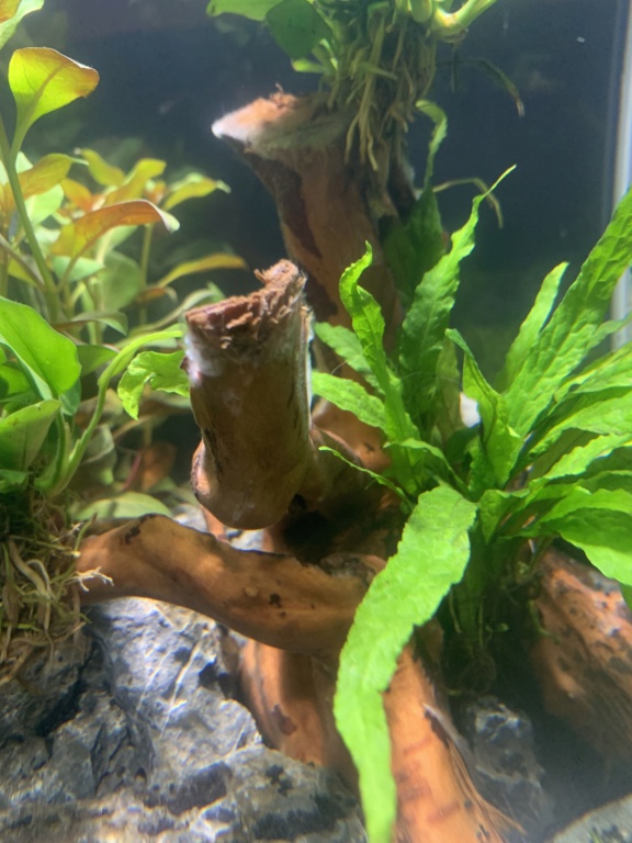 Nanocube 30L - Retour à l’aquariophilie! 2f1ddb10