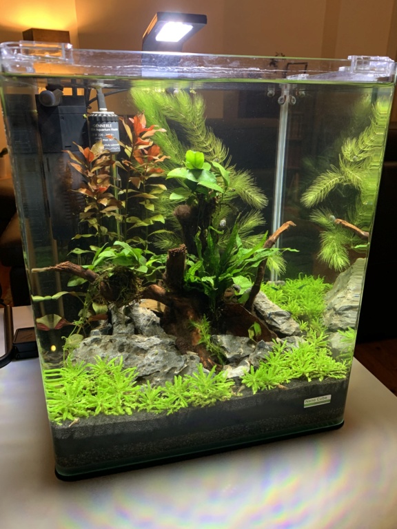 Nanocube 30L - Retour à l’aquariophilie! D706fa10