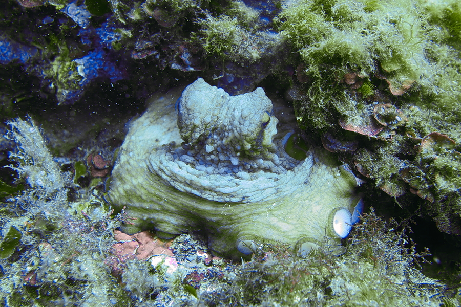 La tête sous l'eau au Cap de Creus P1090912