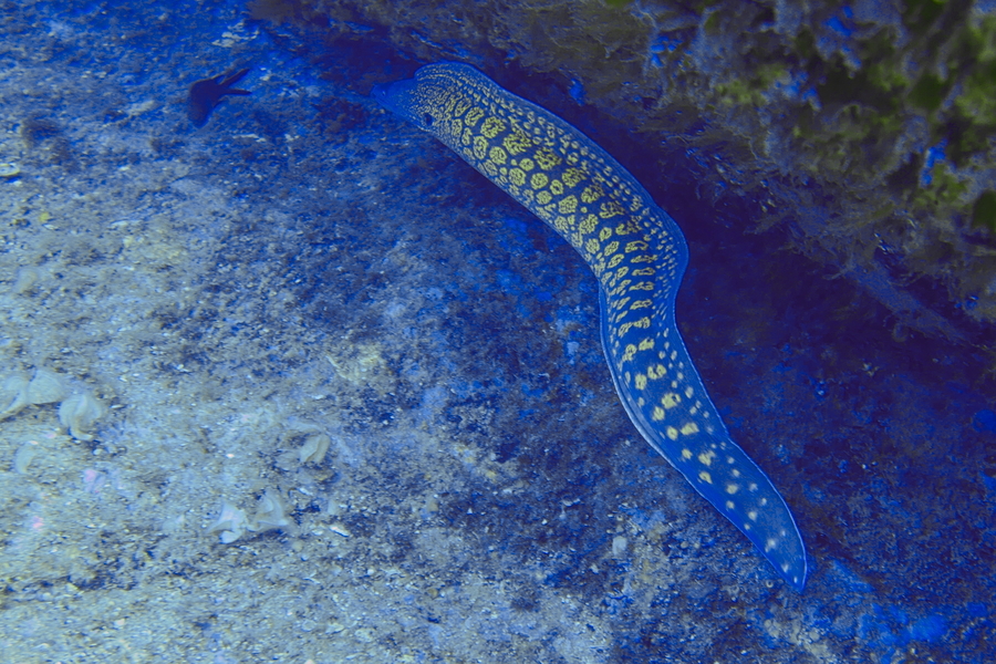 La tête sous l'eau au Cap de Creus P1100210