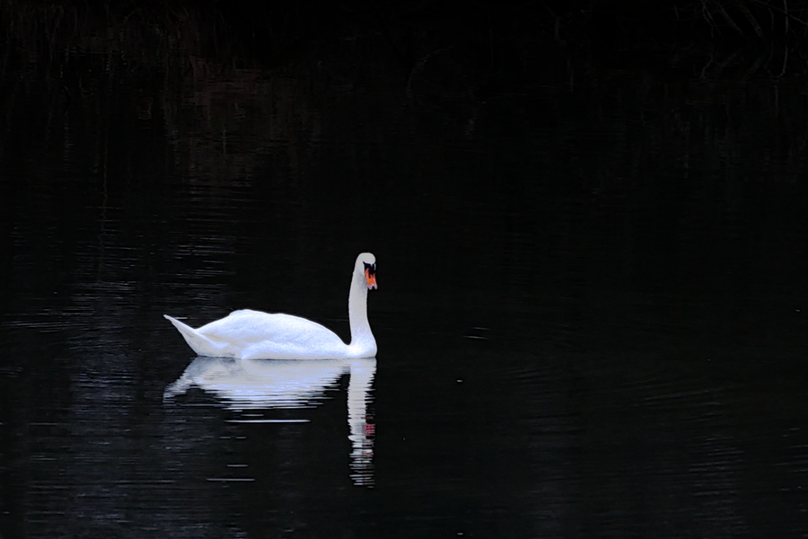 White Swan P1330415