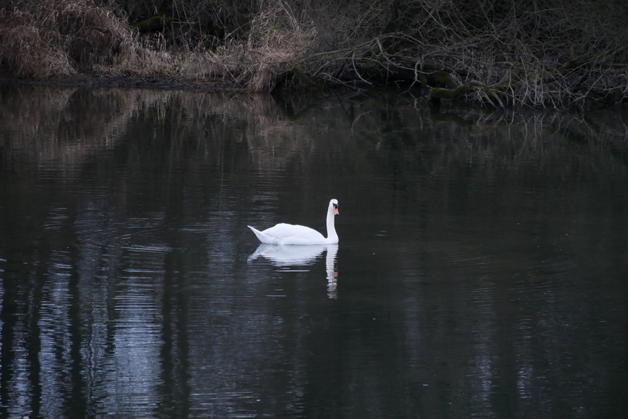 White Swan P1330417